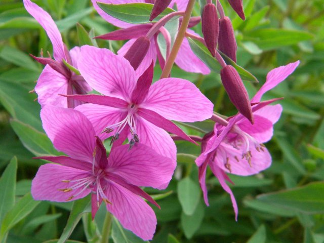 Fireweed is common along roads and trails, especially where recent fires or clearing has taken place. Several parts of the plant are edible.