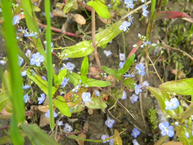 Tiny Forget-me-nots, chosen as the Alaska State Flower in 1949, are actually native to England.