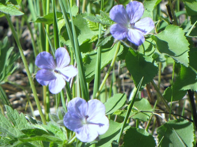 The wild geranium, long known as a useful medicinal plant, derives its name from a Greek word meaning ‘crane.’ 