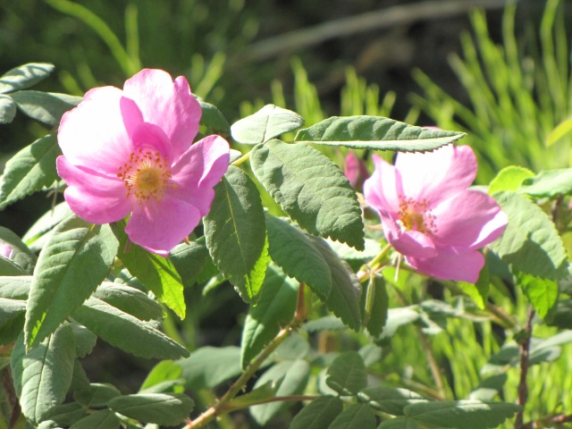 Sitka roses, which produce delicious rose hips in the fall.
