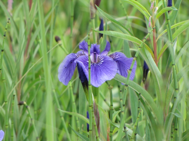 Siberian Iris. According to Wikipedia, the SIberian Iris is native to north east Turkey, Russia, eastern and central Europe.