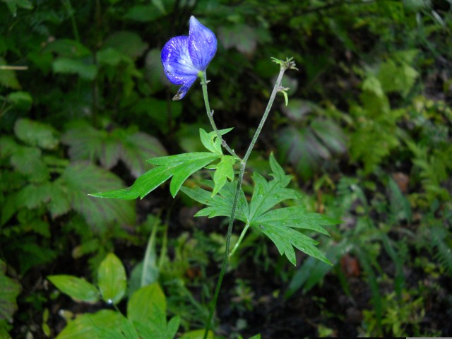 The Monkshood (Aconitum delphinifolium) which blooms in June and early July, is one of the most toxic plants known to man. Attaining a height of three feet, with intensely blueish purple or indigo blooms, its powerful poisons were used by the Aleuts to hunt whales with poison-tipped spears. Also known as wolf’s bane as its toxins were used to kill wolves. Handle with care. 