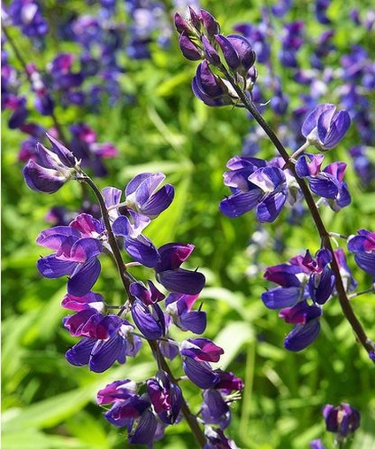 The Lupine is known by many names, including Blue Bonnet, and is a legume, or a member of the pea family. 